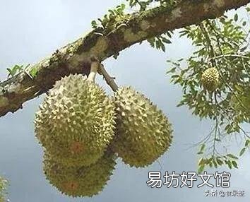 榴莲为什么有人爱,也有人恨?