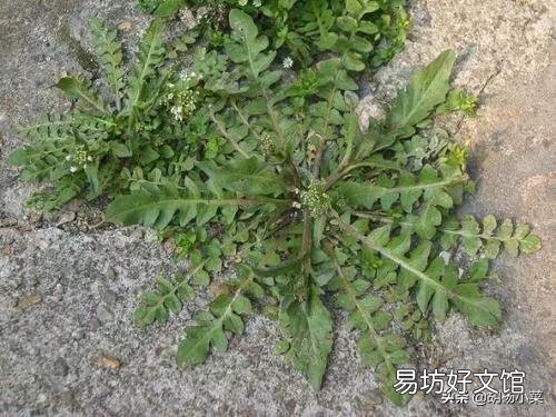 春天了，适合吃什么菜呢？有什么好的做法推荐呢？