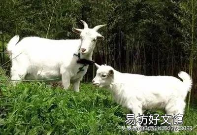 东北年夜饭什么必须吃,什么不吃?