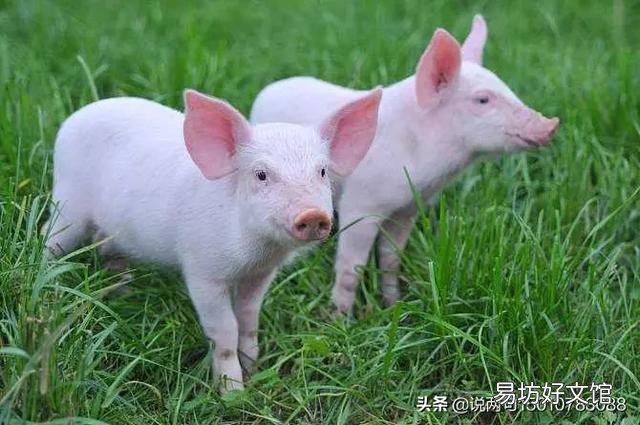 东北年夜饭什么必须吃,什么不吃?