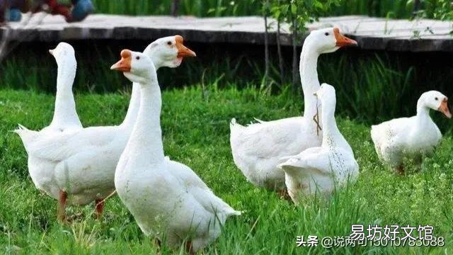 东北年夜饭什么必须吃,什么不吃?