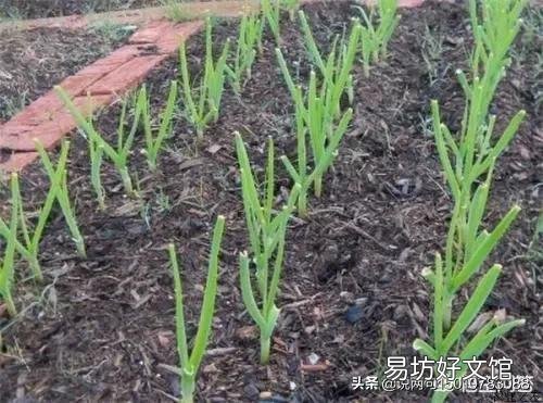 东北年夜饭什么必须吃,什么不吃?
