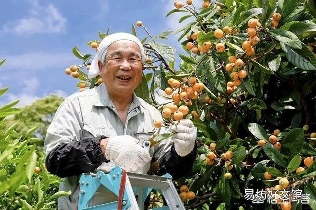 日本人均寿命最长的原因是什么？像枸杞、大枣、百合、葡萄干、桂圆这类东西，日本人吃吗？ ？