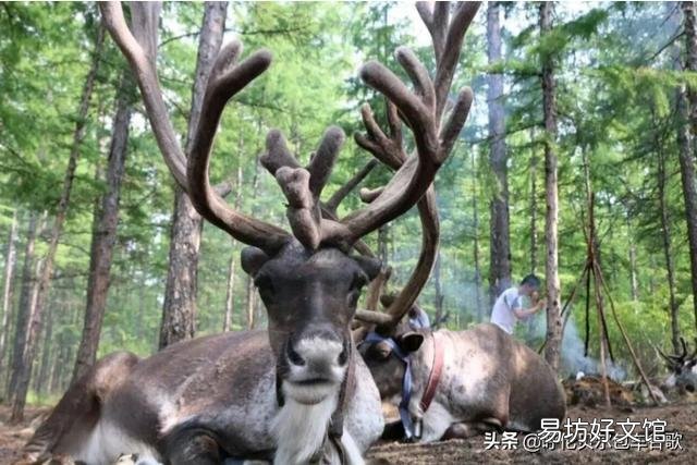 内蒙古炖羊肉的做法是什么?