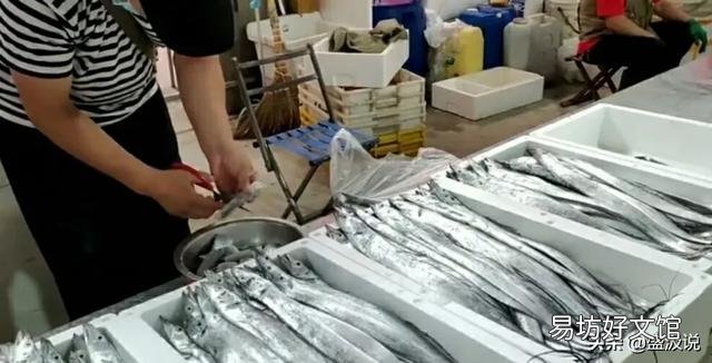 刀鱼和带鱼是同一种鱼吗，为什么刀鱼这么贵？