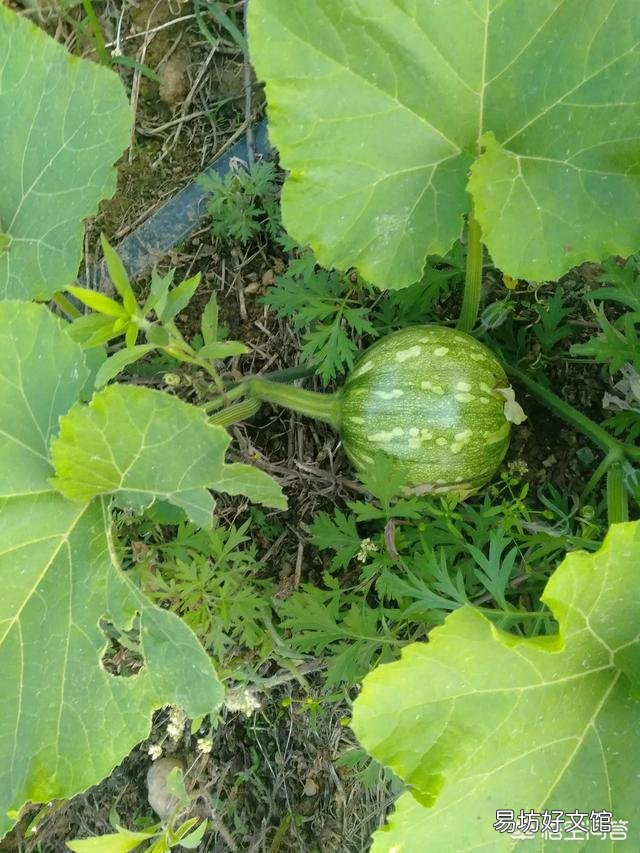 农家乐里的饭菜都是素菜吗？好吃吗？