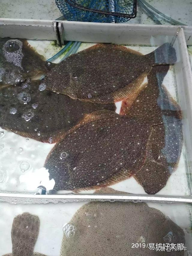 鸦片鱼头怎么做才能出来奶白色的汤？