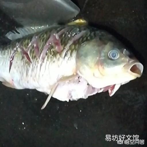 怎么做红烧无刺鲫鱼不掉皮不粘锅?