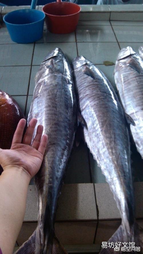 青岛美食,鲅鱼与鲐鲅鱼之争,到底该如何区分呢?