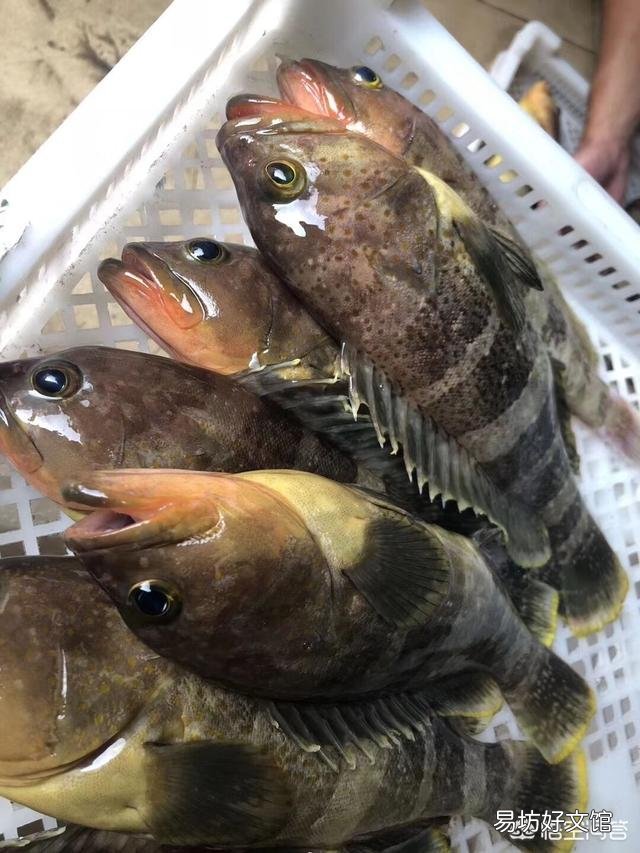 鲳鱼有多少种?如何挑选?做法有哪些?