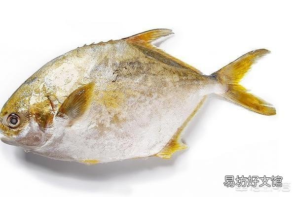 鲳鱼有多少种?如何挑选?做法有哪些?