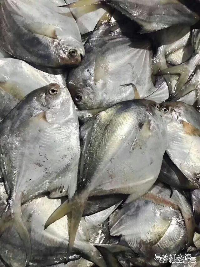 鲳鱼有多少种?如何挑选?做法有哪些?