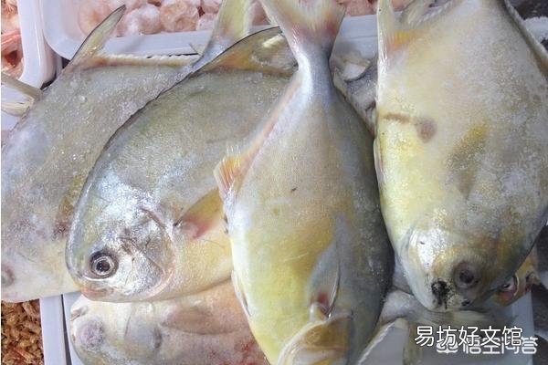 鲳鱼有多少种?如何挑选?做法有哪些?