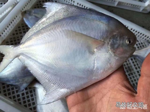 鲳鱼有多少种?如何挑选?做法有哪些?