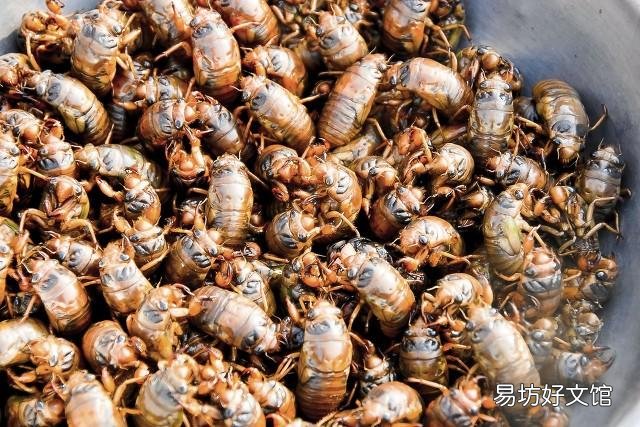 你接受不了而且吃不下的食物是什么?