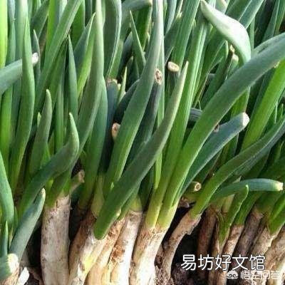 怎么把“春天的味道”吃进肚里?
