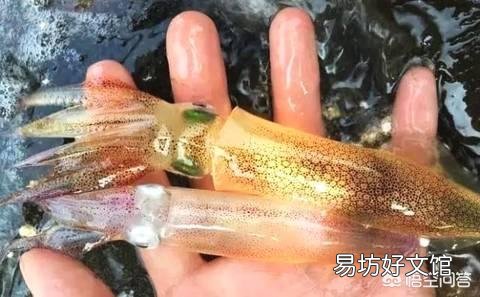 鱿鱼有哪些美味的做法?