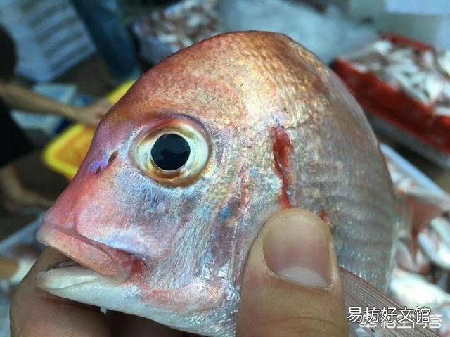 中国哪个地方的海鲜最好吃?