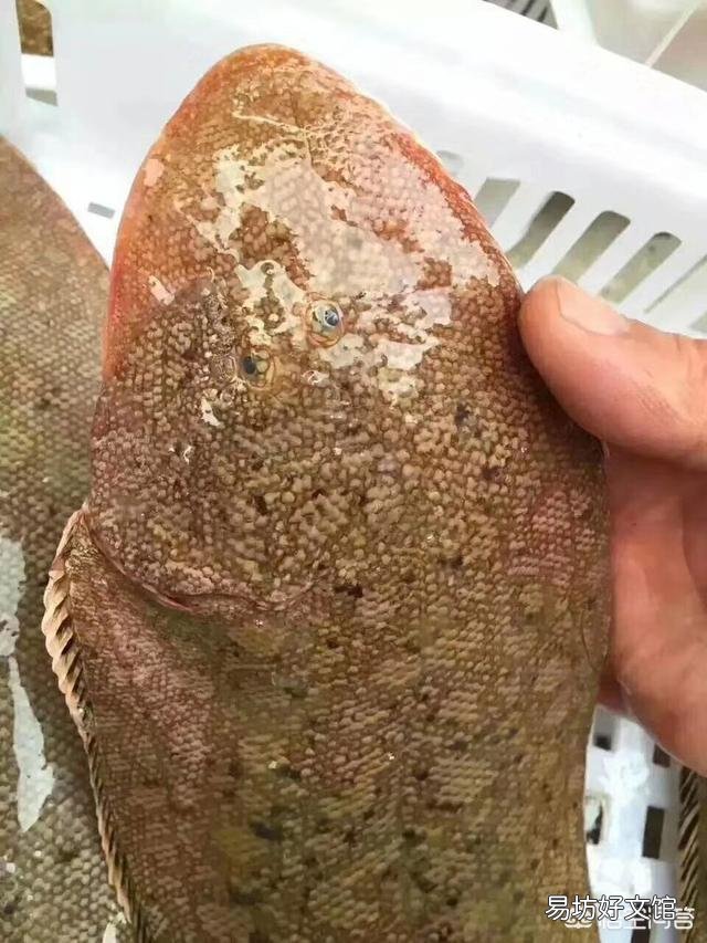 中国哪个地方的海鲜最好吃?