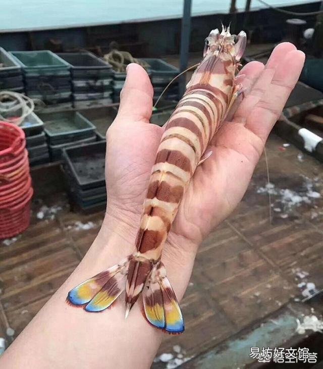 中国哪个地方的海鲜最好吃?