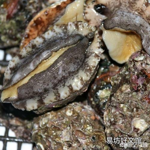你觉得哪种海鲜最好吃?具体怎么个做法?