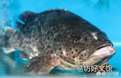 你觉得哪种海鲜最好吃?具体怎么个做法?