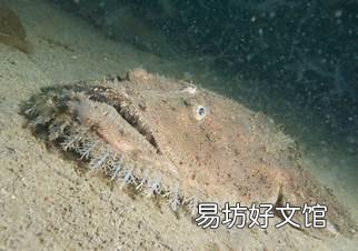 大家吃过最奇葩的海鲜是什么?