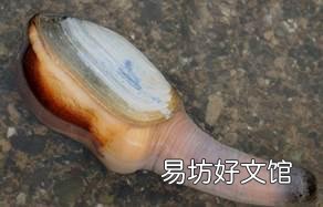 大家吃过最奇葩的海鲜是什么?