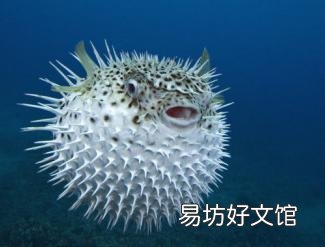 大家吃过最奇葩的海鲜是什么?