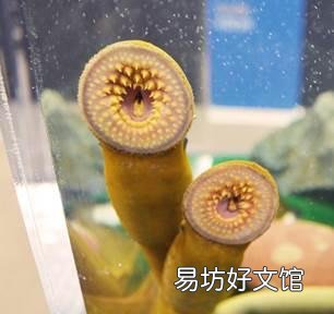 大家吃过最奇葩的海鲜是什么?