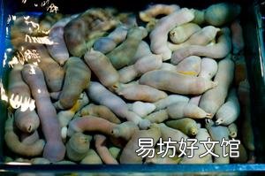 大家吃过最奇葩的海鲜是什么?