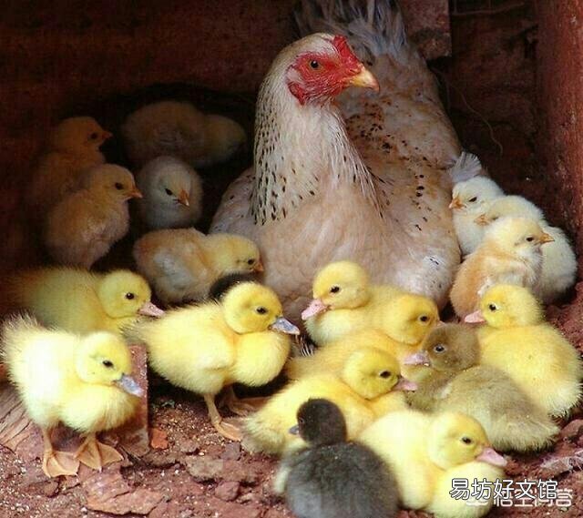 鸡是现在很常见的食材了,你人生中吃过最好吃的鸡是在哪里?怎么做的?