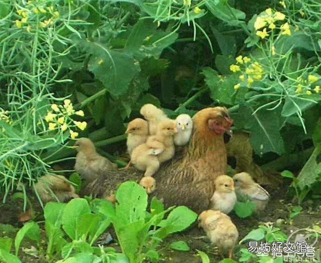 鸡是现在很常见的食材了,你人生中吃过最好吃的鸡是在哪里?怎么做的?