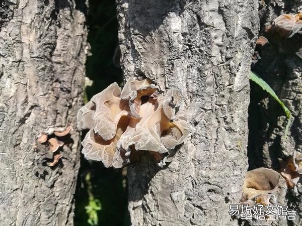 在哪里可以买到大量正宗的特产呢?可以分享一下你们家乡的美食和特色吗?
