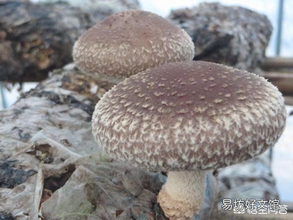 在哪里可以买到大量正宗的特产呢?可以分享一下你们家乡的美食和特色吗?