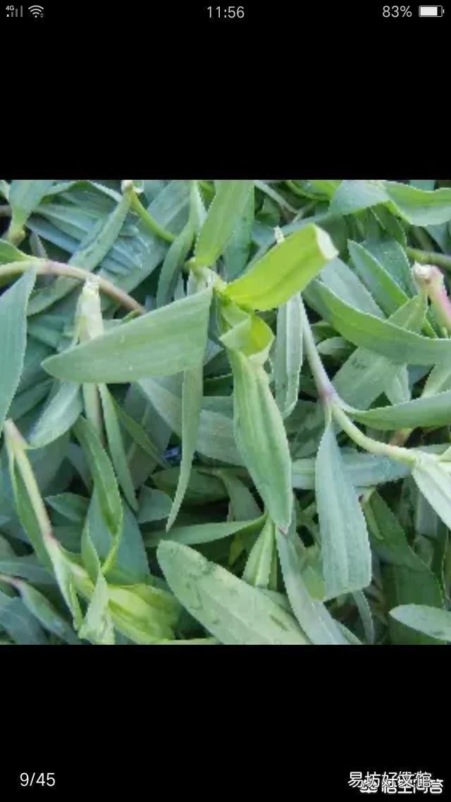 你们吃过最好吃野菜包子是什么馅的?
