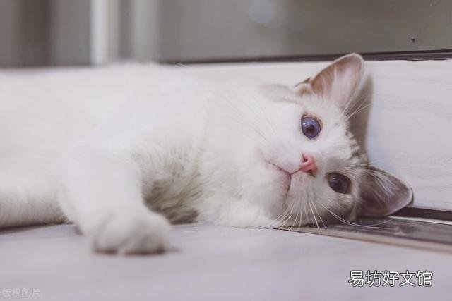 猫咪多久断奶?猫咪多久断奶可以吃猫粮