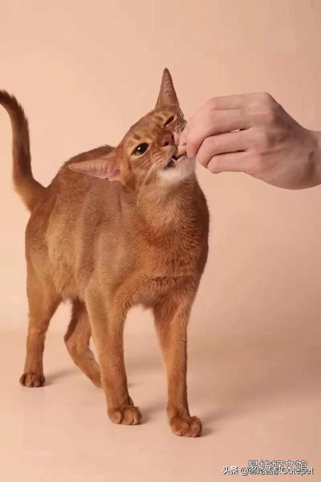 猫咪多久断奶?猫咪多久断奶可以吃猫粮