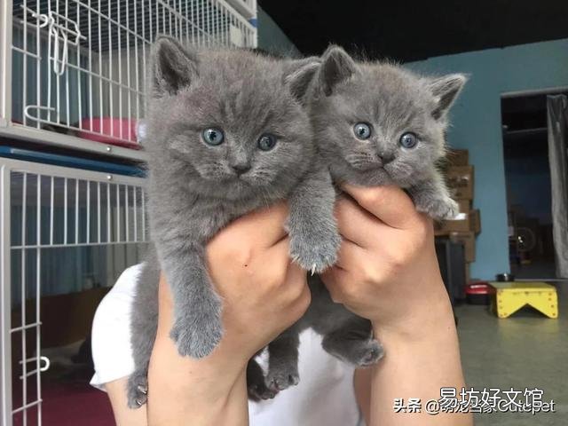 猫咪多久断奶?猫咪多久断奶可以吃猫粮