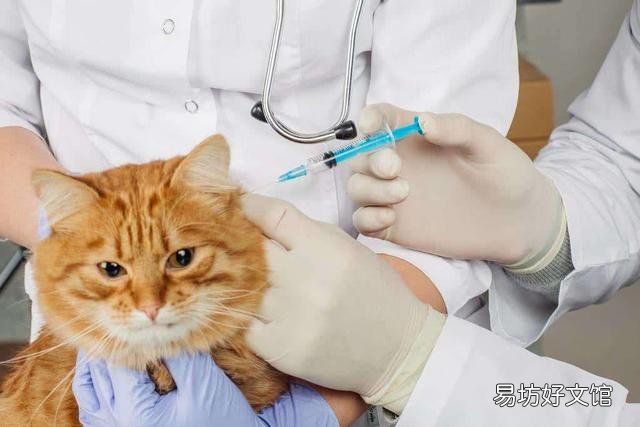 猫打完疫苗后精神不好 猫打完疫苗后精神不好多久恢复