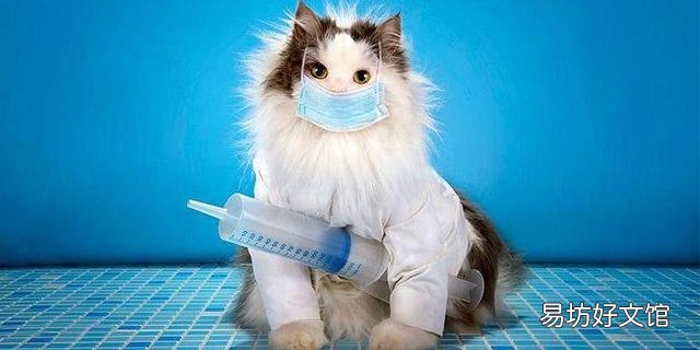 猫打完疫苗后精神不好 猫打完疫苗后精神不好多久恢复