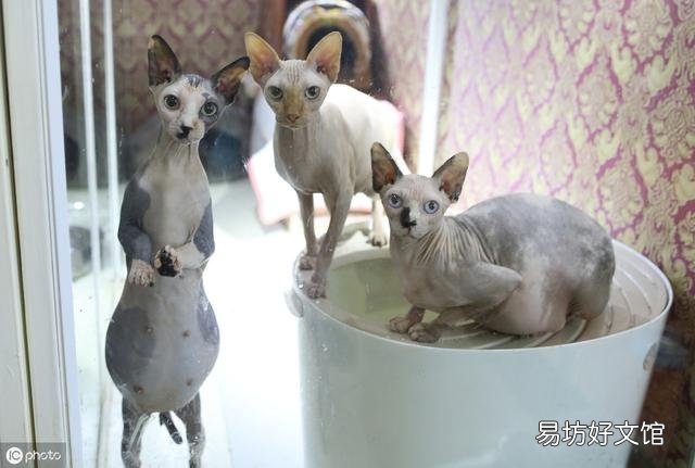 不长毛的猫叫什么名字?不长毛的猫叫啥名