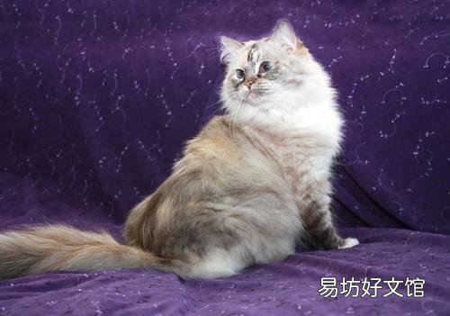 不长毛的猫叫什么名字?不长毛的猫叫啥名