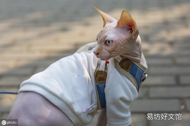 不长毛的猫叫什么名字?不长毛的猫叫啥名