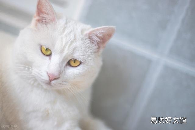 母猫发情的症状(母猫发情的表现)