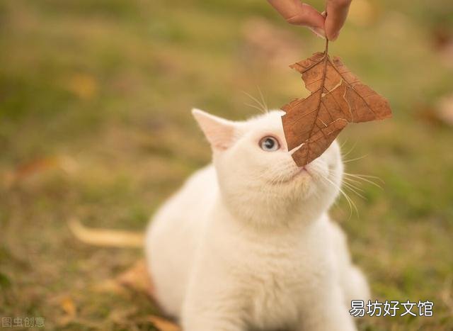 母猫发情的症状(母猫发情的表现)