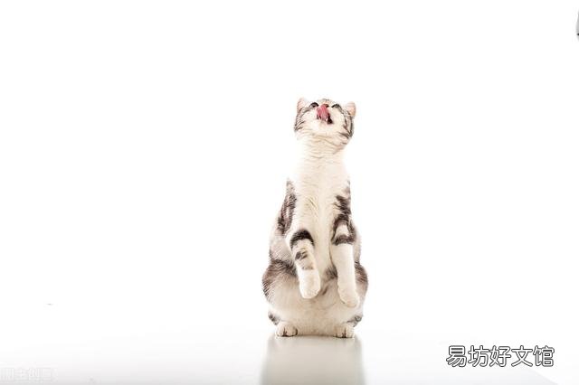 猫肚子硬硬的鼓鼓的(猫猫肚子发硬)