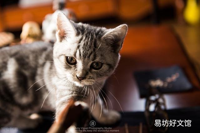 猫肚子硬硬的鼓鼓的(猫猫肚子发硬)