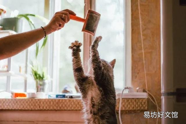 猫斑秃和猫癣的区别(猫咪斑秃不是猫藓)