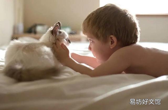 猫斑秃和猫癣的区别(猫咪斑秃不是猫藓)
